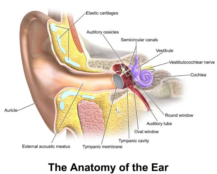 motorcycles and hearing loss, The human ear is an incredibly compact and complex structure providing riders with vital information Credit Bruce Blaus