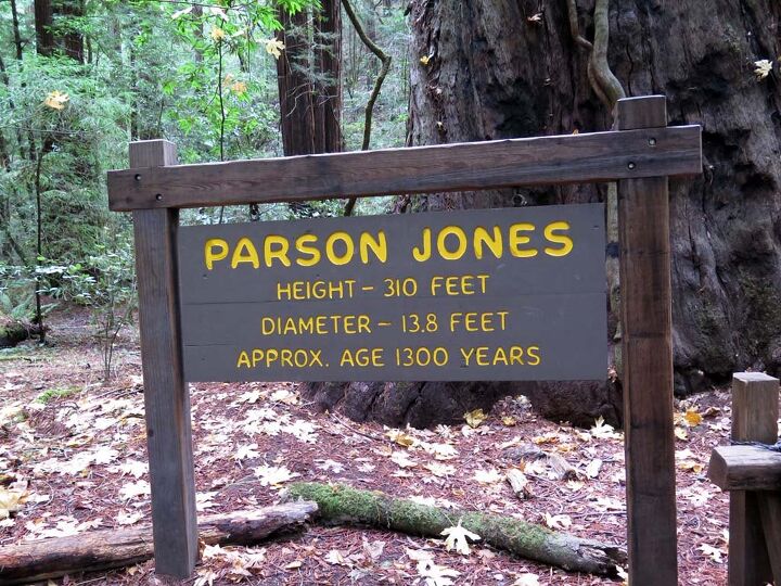 great places to ride healdsburg california, Parson Jones is the biggest tree in the reserve Tour Leader LeAn asks how old s the sign