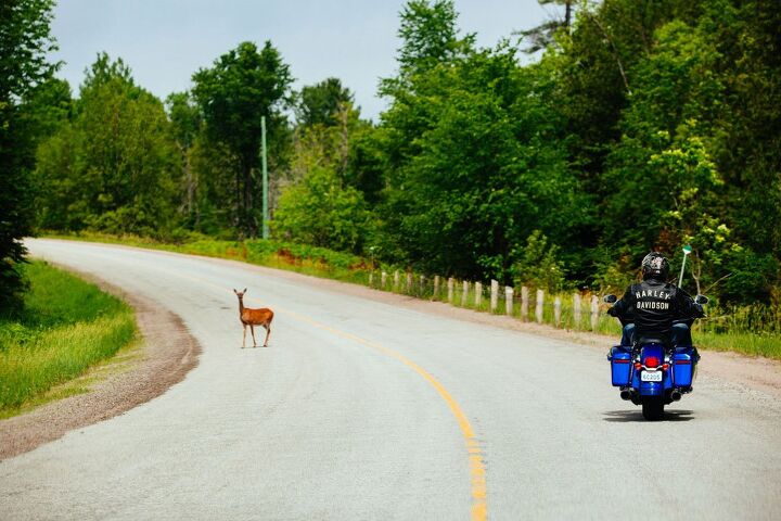 touring ontario s highlands, Be sure to act with caution around some of more timid locals in Ontario s Highlands