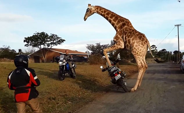 Weekend Awesome - Giraffe Tries to Mount a GS