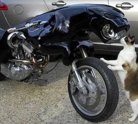 top 10 moto cats