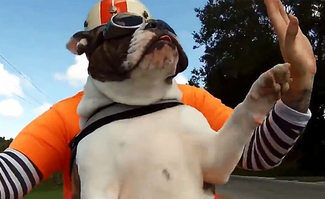 Weekend Awesome – Bulldog Waves at Other Riders