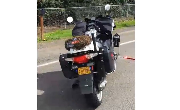 weekend awesome bees swarm police motorcycle