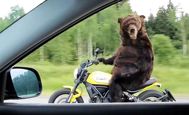 Weekend Awesome - Bear Riding a Ducati Scrambler