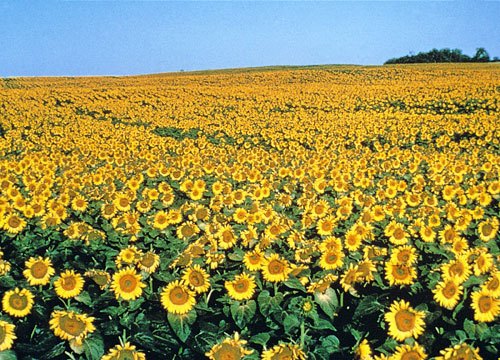 head shake the long haul, I always associated North Dakota with missile silos and fracking Miles of sunflowers as far as the eye could see are a bit surreal and had me looking for flying monkeys and the Emerald City