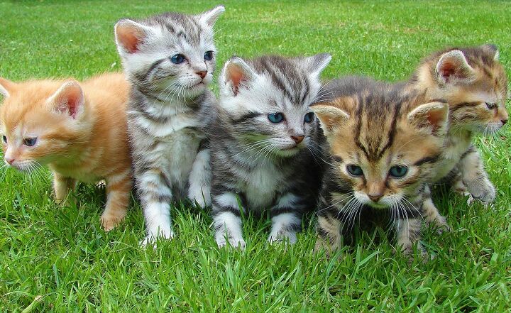 skidmarks atgattefgism, Just in case you did an image search for degloving I ve posted this photo of kittens as a mental cleanser