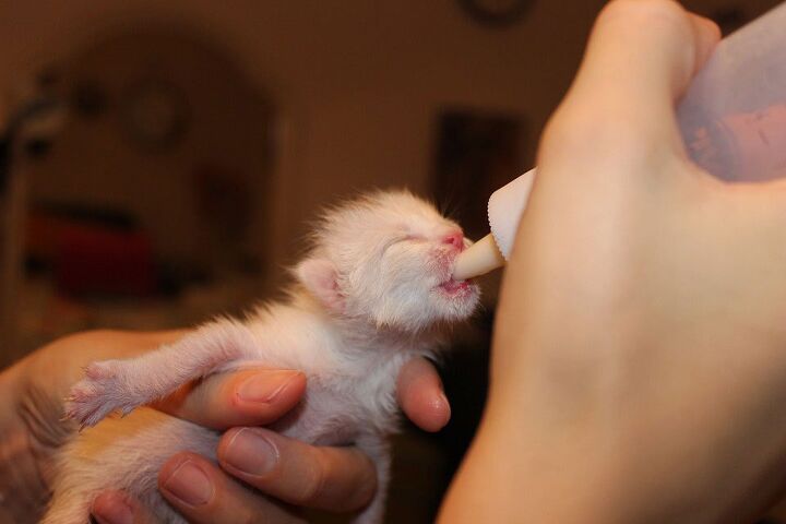 skidmarks who s got your back, This topic is kind of a downer so I m posting this cute photo of a tiny kitten being bottle fed