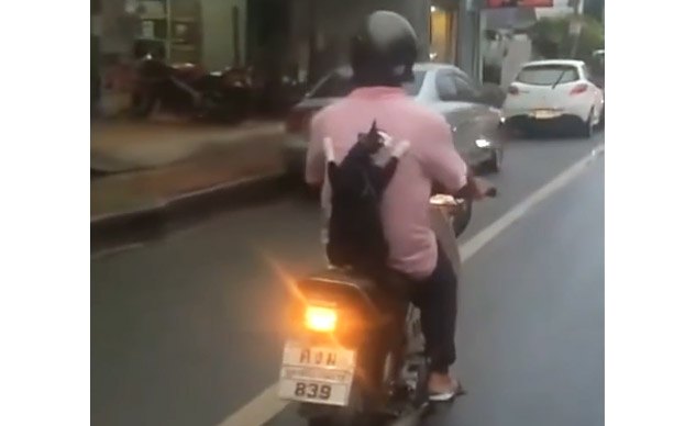 Weekend Awesome - Cat Riding a Motorcycle