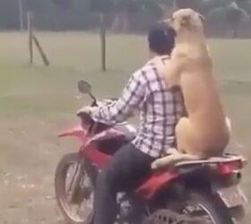 Man's Best Friend AND a Riding Partner?