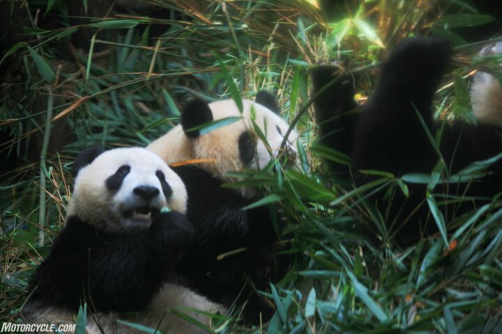 kung fu riding, Obligatory Panda post The bears are huge celebrities in China not as big as Joe Berk but big nonetheless