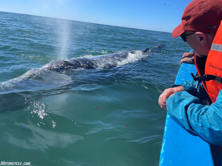 three gringo geezers in baja california, Gentle mother whales and their calves come to visit the panga boats that bring curious tourists into the water They re playful and patient And also huge