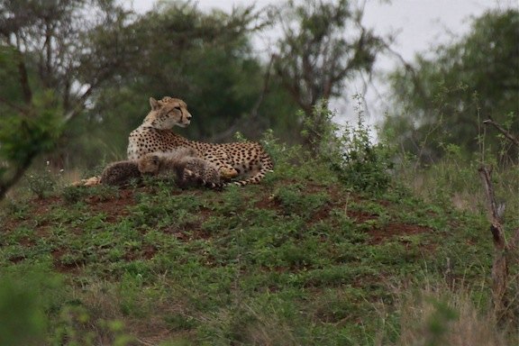 touring south africa by motorcycle, One of the highlights of the tour was seeing a mother cheetah and her cubs