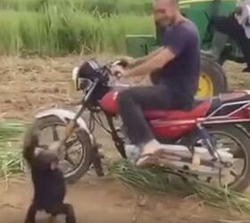 Do You Cry Like This Baby Chimp When You Can't Ride?
