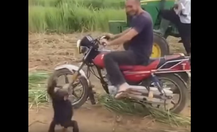 do you cry like this baby chimp when you can t ride