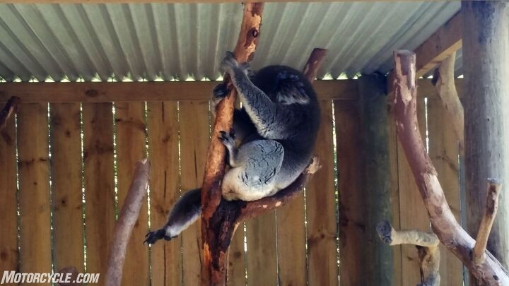 michelle s excellent australia adventure, It took a few months but I finally got to see a koala