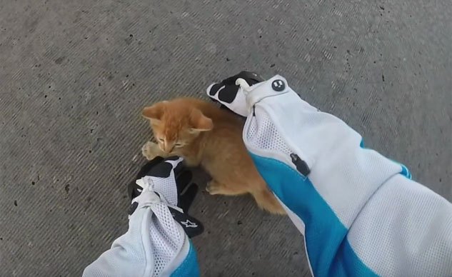 weekend awesome motorcyclist saves kitten from intersection