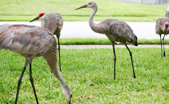 the wings tour 2014 leg three video, Wildlife like these Sandhill cranes is abundant in central Florida