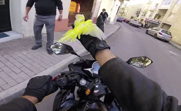 weekend awesome motorcyclists catches runaway parakeet