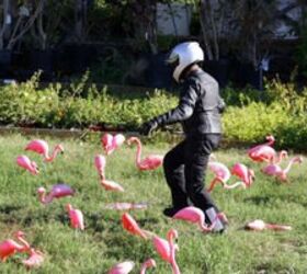 2007 kawasaki vulcan 900 custom motorcycle com, Gabe traipsing amongst Austin s famous wild flamingos