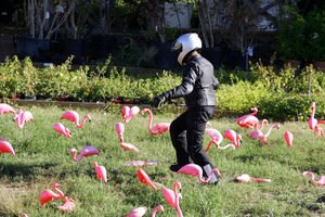 2007 kawasaki vulcan 900 custom motorcycle com, Gabe traipsing amongst Austin s famous wild flamingos