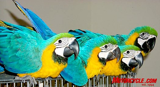 birds of a feather, Yep we can see the correlation between these Macaws and major rally attendees