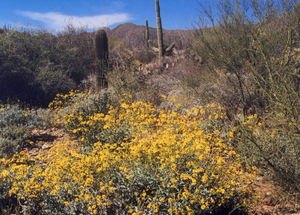 iron heart 1000, A rainy winter yields an explosion of spring color in the heart of the Sonoran Desert