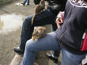 2007 triumph cruisers press introduction motorcycle com, After two scotches the squirrels were fearless Lightweights