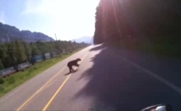 helmet cam captures motorcyclist crashing into bear video