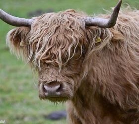 Not a self portrait. I ate a lot of haggis, but this is an actual Highland Scottish cow.