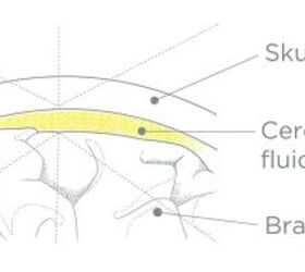 mips evolution and culture