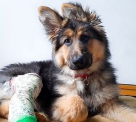 The Rewards Credit Card Made Just for Pet Parents